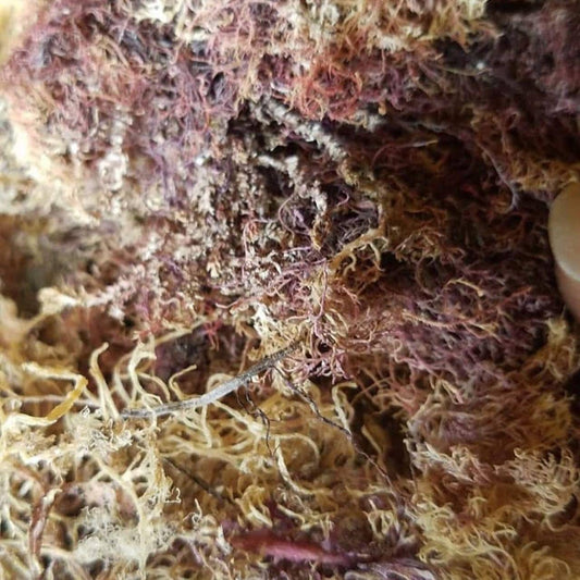 Raw Purple Sea Moss, 1 oz