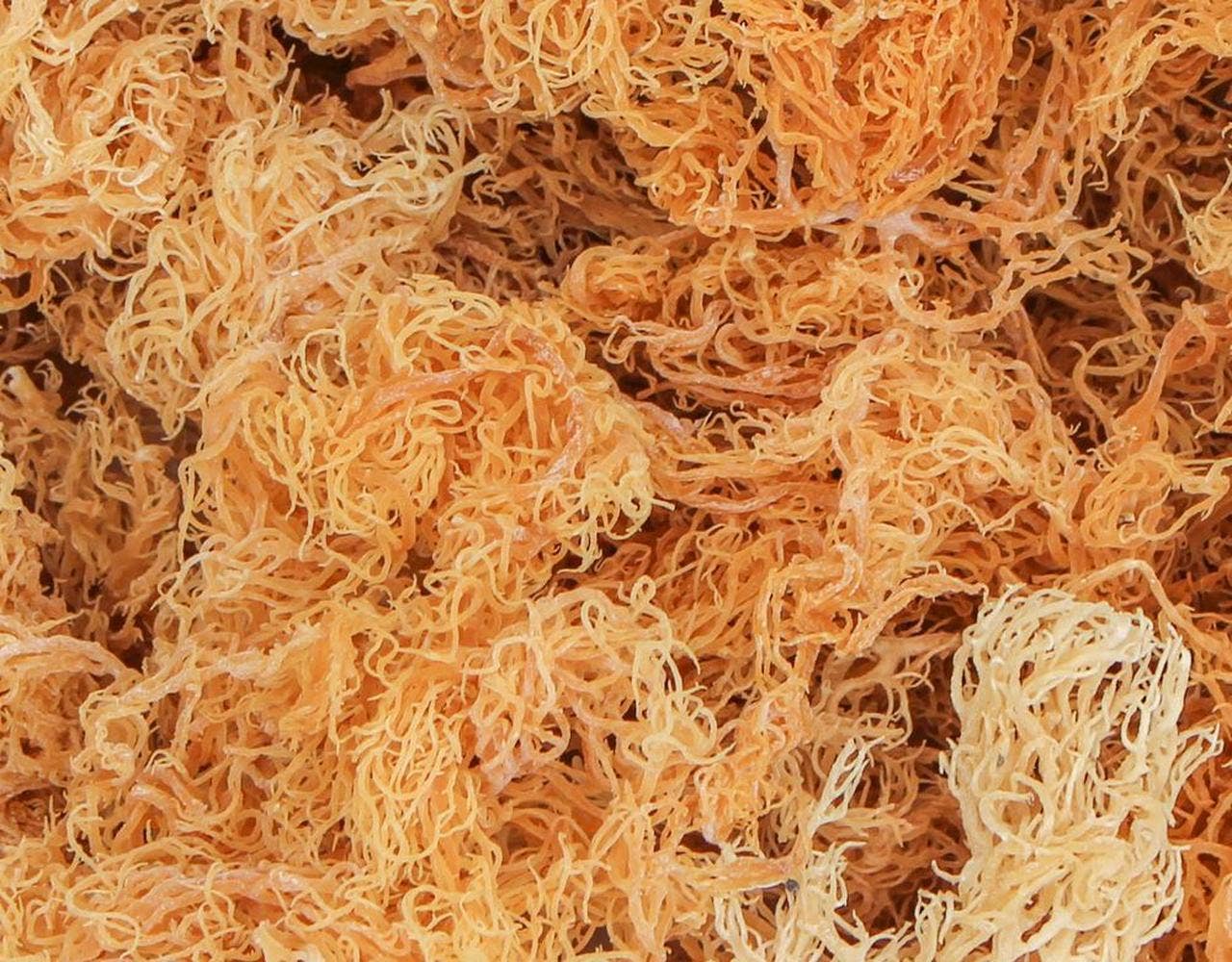 Raw Golden Sea Moss, 1 oz.